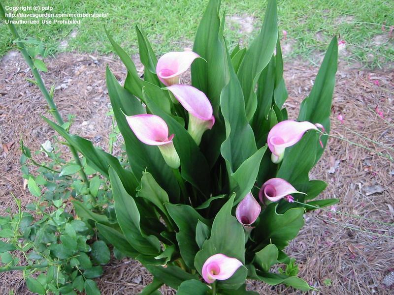 Zantedeschia rehmannii